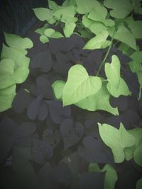 Leaves on leaves