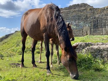 horse