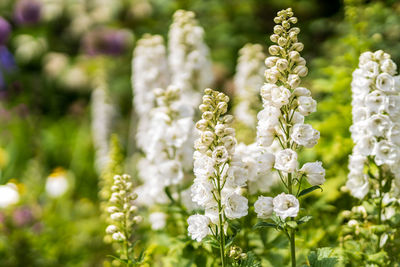 Close-up of white flowering plant on field