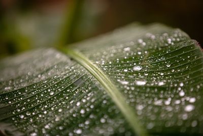 Close-up of wet plant leaves during rainy season