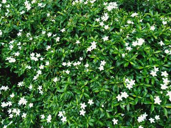 White flowering plants on field