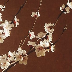 Close-up of cherry blossoms in spring