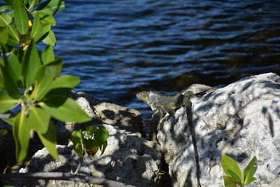 Close-up of lizard in water