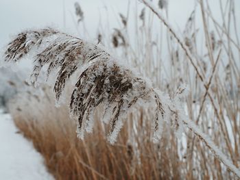 Close-up of frozen plant on snowy field