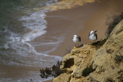 Close-up of birds on rocky surface