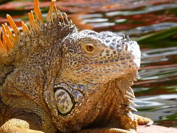 Close-up of iguana by lake