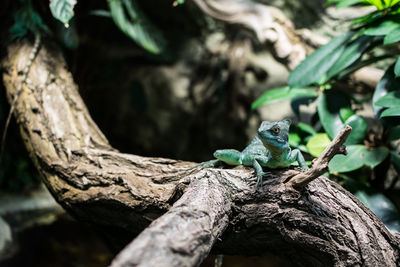 Close-up of lizard on tree