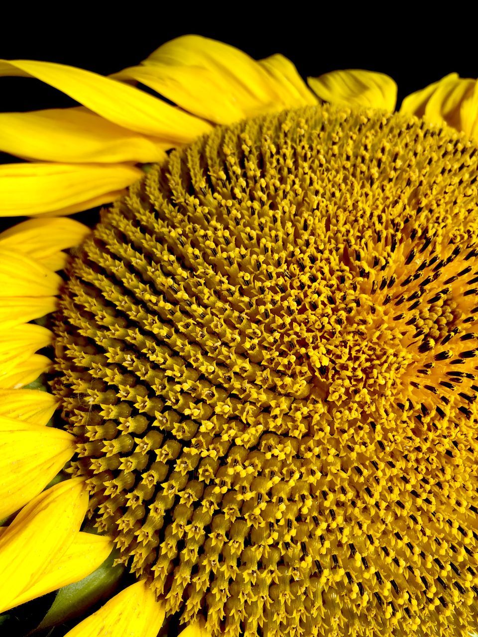 CLOSE-UP OF YELLOW SUNFLOWER ON FIELD