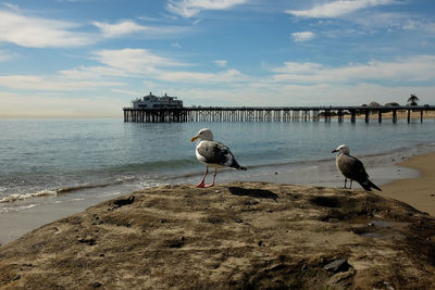 Seagulls sitting on the rock. malibu pier in the background.
