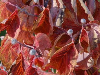 Close-up of red leaves