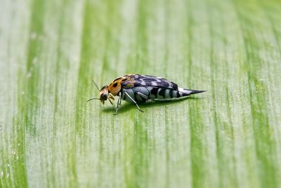 Close-up of insect on wood