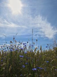 Plants growing on field against sky