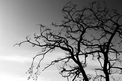 Low angle view of bare trees against sky