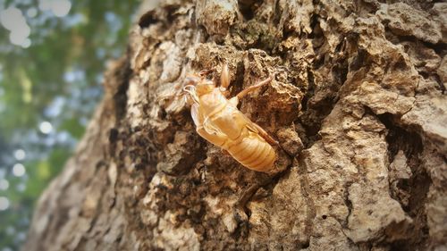 Close-up of insect on tree