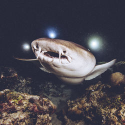 Close-up of fish swimming in sea