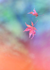 Close-up of red maple leaf