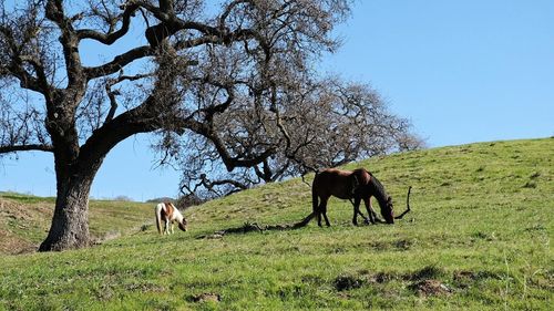 Horses grazing on field against clear sky