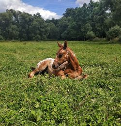 Baby hors on grass