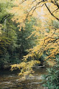 Scenic view of river amidst trees during autumn