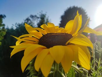 Close-up of yellow sunflower against sky