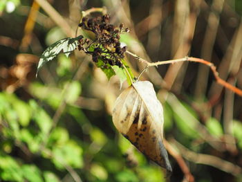 Close-up of insect on plant