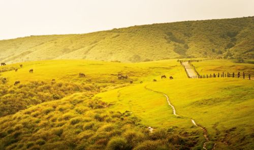 Scenic view of field against clear sky