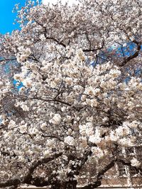 Low angle view of apple blossoms in spring