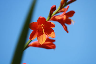 Low angle view of flowering plant against blue sky