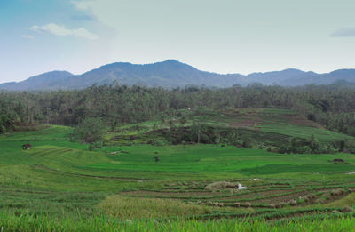 Scenic view of agricultural field against sky