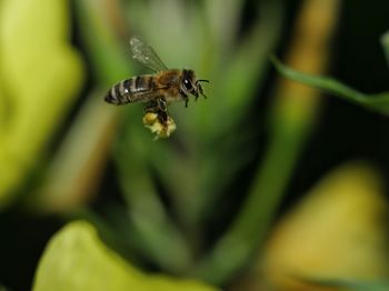 Close-up of insect on plant