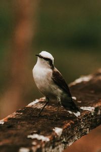 Close-up of bird perching on branch