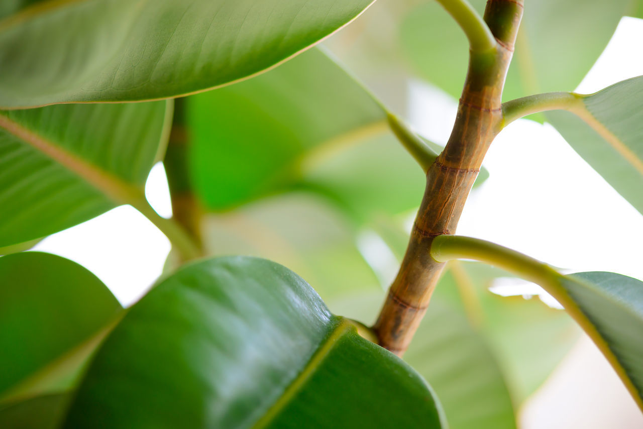 leaf, plant part, green, plant, tree, nature, environment, no people, food, close-up, branch, beauty in nature, growth, food and drink, tropical climate, flower, outdoors, banana leaf, land, fruit, freshness, agriculture, rainforest, plant stem, forest, palm tree