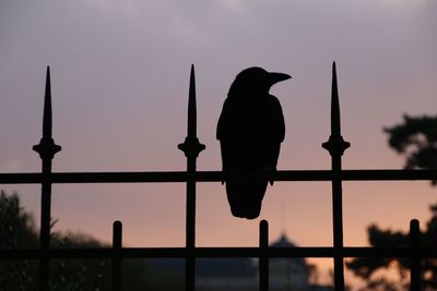 Low angle view of silhouette birds perching against sky