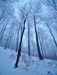 Dark winter forest on hill. tree at the mountain peak, ground covered with fresh powder snow