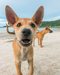 Close-up portrait of dog on beach