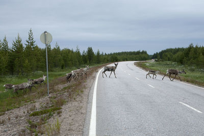 Dog on road by trees against sky