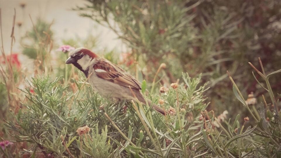 animal themes, animals in the wild, bird, one animal, wildlife, grass, perching, focus on foreground, field, nature, plant, side view, full length, day, no people, outdoors, close-up, beauty in nature, selective focus, growth