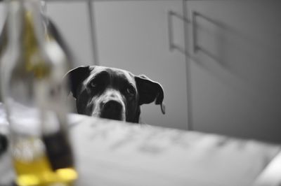 Close-up portrait of dog