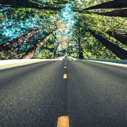 Surface level of empty road along trees