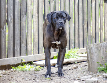 Portrait of dog standing by fence