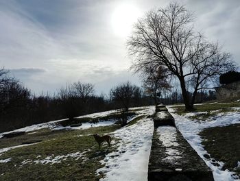 Bare trees on field against sky during winter