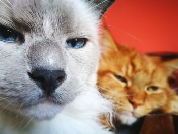 Close-up portrait of cat