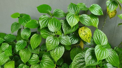 High angle view of green leaves on potted plant against wall