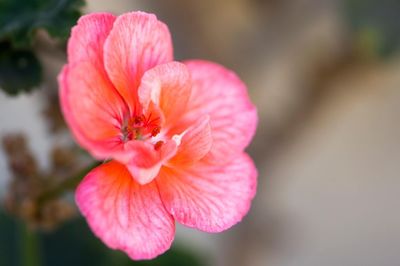 Close-up of pink hibiscus blooming outdoors