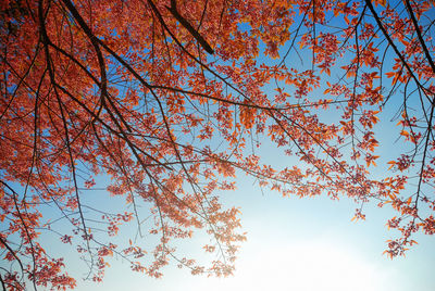 Low angle view of trees against sky