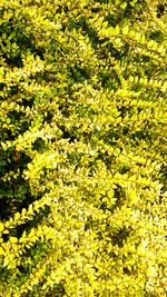 Full frame shot of yellow flowers