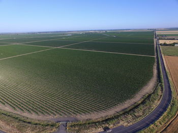 Scenic view of agricultural field against clear sky