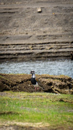 Bird perching on a shore