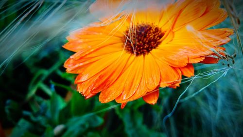 Close-up of wet orange flower