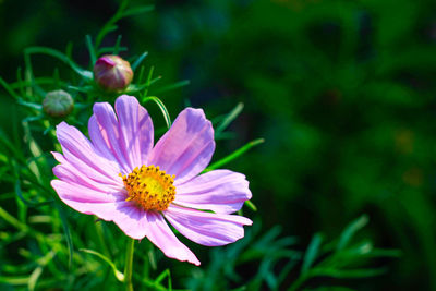 Close-up of pink flower